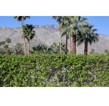 91 View to West San Jacinto 180º Panned Perspective